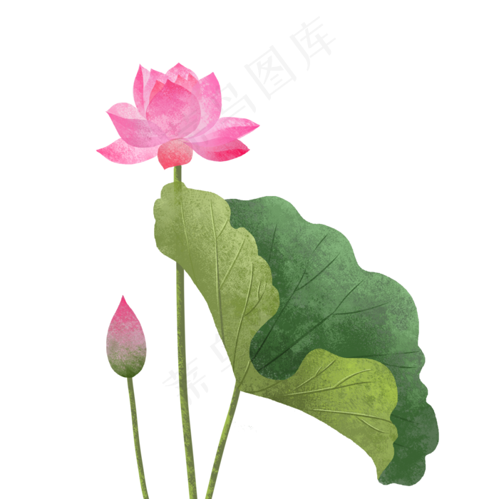 夏季正在盛开的荷花(2000X2000(DPI:300))psd模版下载