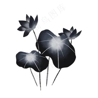 墨色荷花荷叶