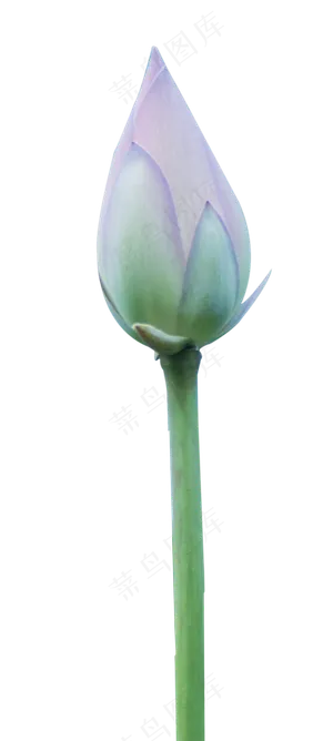 荷花花苞