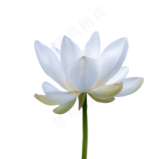 一朵白色的荷花花朵