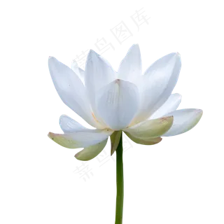 一朵白色的荷花花朵 一朵白色的荷花花朵
