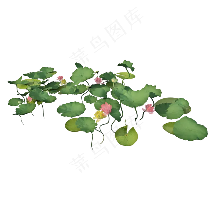 仿真荷叶png图(2000X2000(DPI:300))psd模版下载