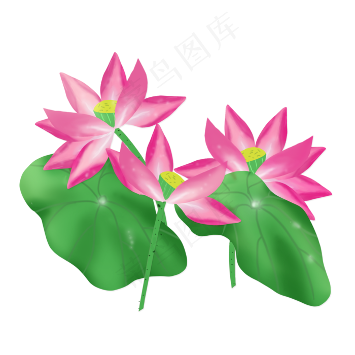 春夏荷花png素材(2000X2000(DPI:300))psd模版下载