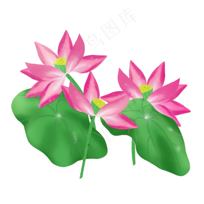 春夏荷花png素材(2000X2000(DPI:300))psd模版下载