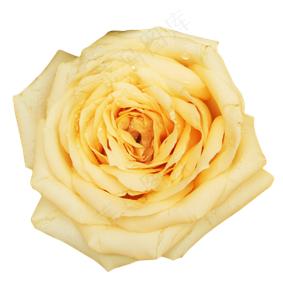 月季玫瑰橘色鲜花花朵