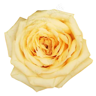 月季玫瑰橘色鲜花花朵