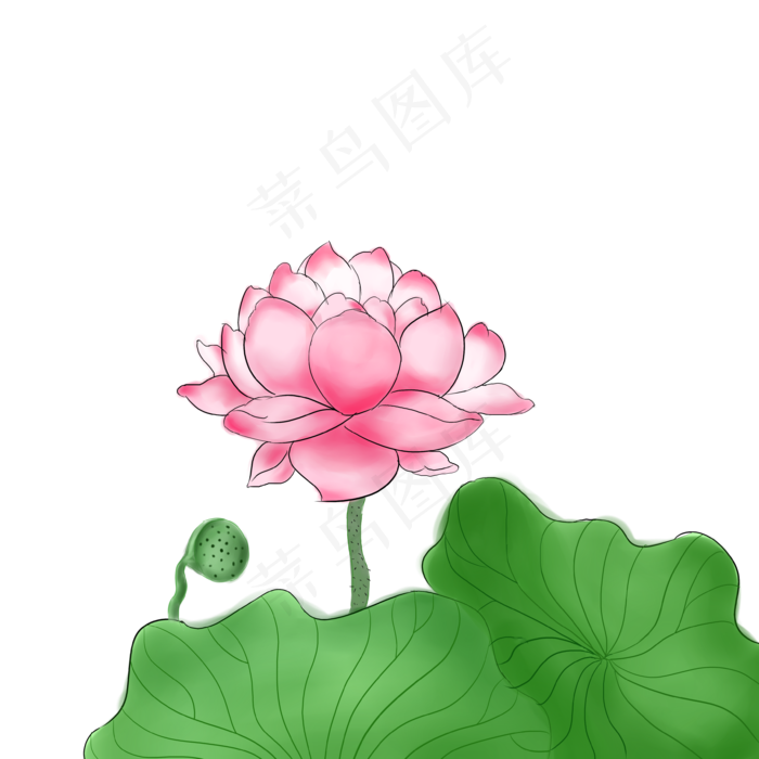 现代中国风水彩荷花