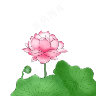 现代中国风水彩荷花