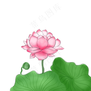 现代中国风水彩荷花