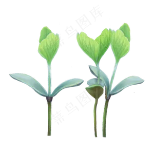 春日春天植物PNG发芽绿色,免抠元素