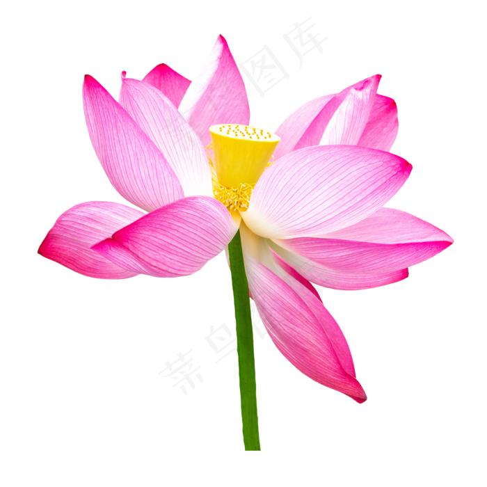 荷花植物鲜花(2000*2000px 300 dpi )