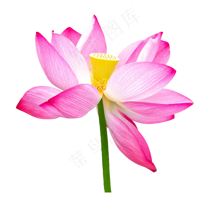 荷花植物鲜花(2000*2000px 300 dpi )