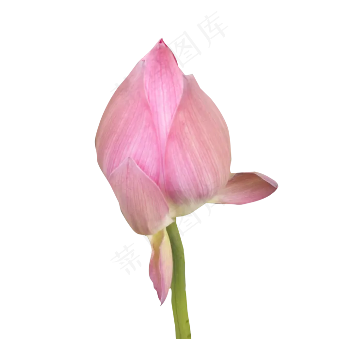 荷花花苞(2000X2000(DPI:300))
