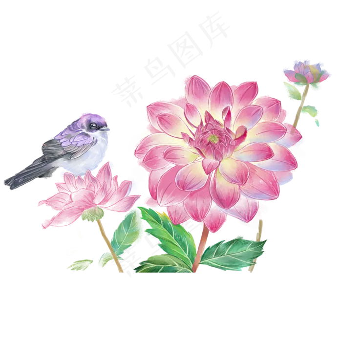 水彩花鸟十二月花信之九月大丽花,免抠元素
