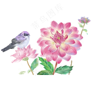 水彩花鸟十二月花信之九月大丽花,免抠元素