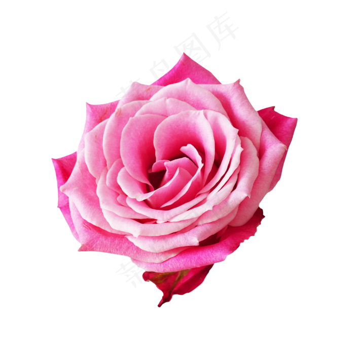 粉色玫瑰花鲜花,免抠元素(4000*4000px 300 dpi )