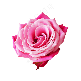 粉色玫瑰花鲜花,免抠元素
