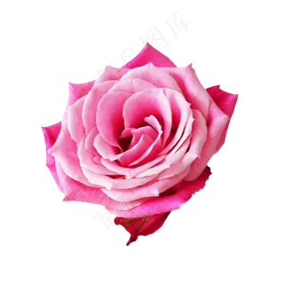 粉色玫瑰花鲜花,免抠元素