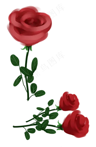 玫瑰红色玫瑰花