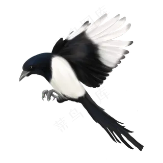 春天季节喜鹊手绘,免抠元素