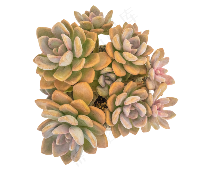 多肉植物花卉,免抠元素