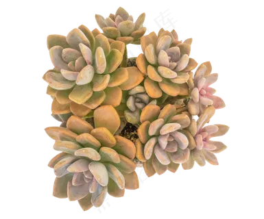 多肉植物花卉,免抠元素 多肉植物花卉,免抠元素