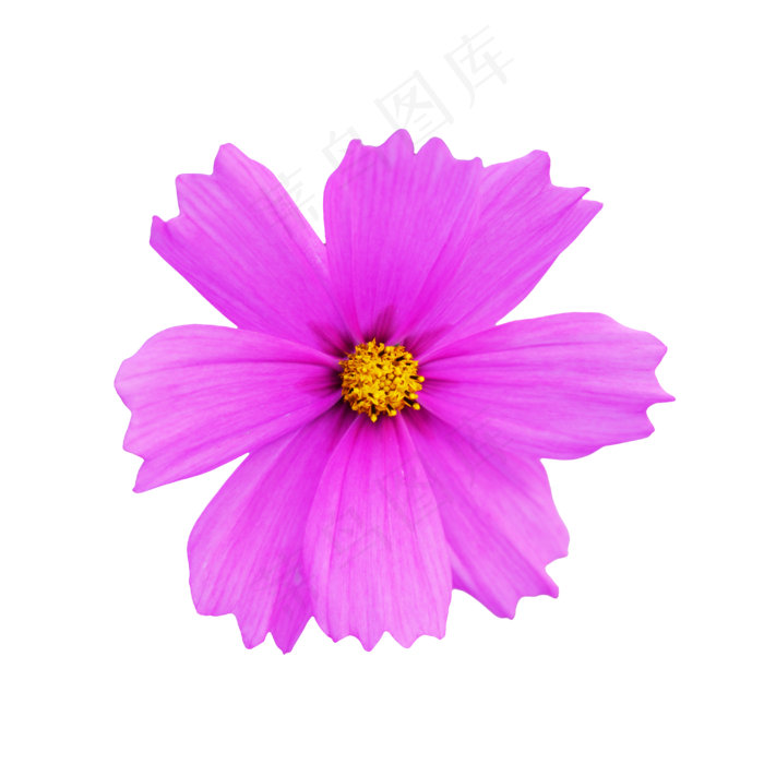 紫色太阳花,免抠元素(4000*4000px 300 dpi )