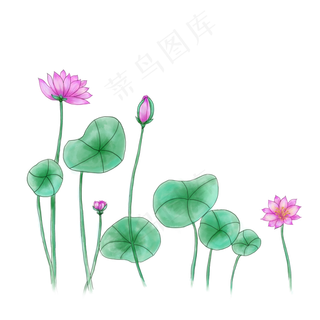 荷花荷叶粉色荷花荷花花苞荷塘