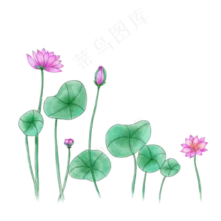 荷花荷叶粉色荷花荷花花苞荷塘