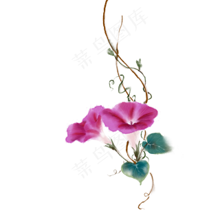 红花手绘红色牵牛花