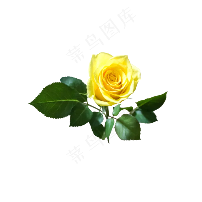 黄色玫瑰鲜花(2000X2000(DPI:300))