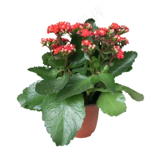 长寿花小盆盆栽
