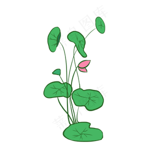 粉红色荷花和荷叶