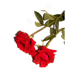 玫瑰花（png免抠）