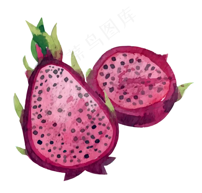 矢量手绘紫色火龙果素材(1644X1577)eps,ai矢量模版下载