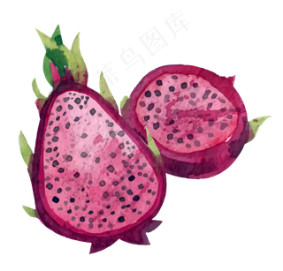 矢量手绘紫色火龙果素材