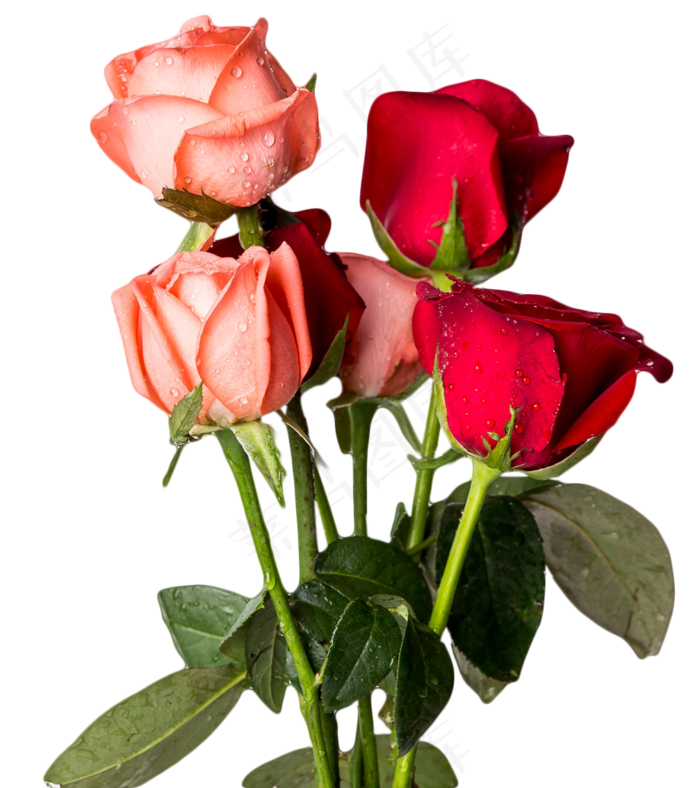 520玫瑰花束,免抠元素
