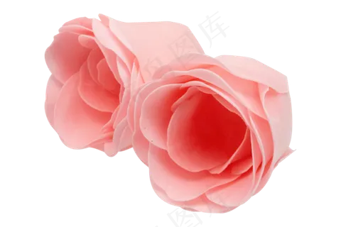 粉色玫瑰