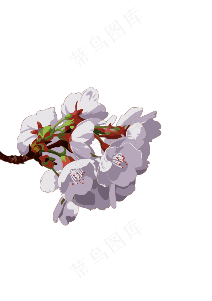 春分樱花免扣元素,免抠元素