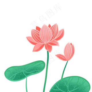 夏日小清新粉色荷花