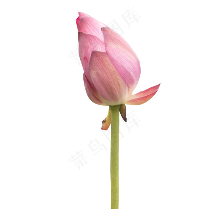 粉色荷花蕾(2000X2000(DPI:300))