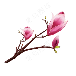 春天春季花卉粉红玉兰花装饰图案,免抠元素
