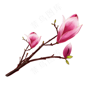春天春季花卉粉红玉兰花装饰图案,免抠元素