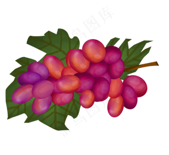 手绘植物红色水果