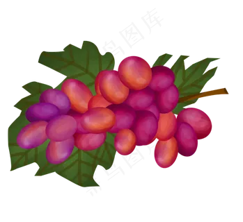 手绘植物红色水果
