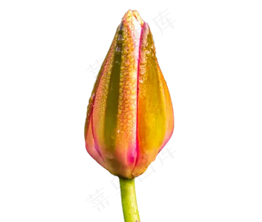 含苞待放的荷花