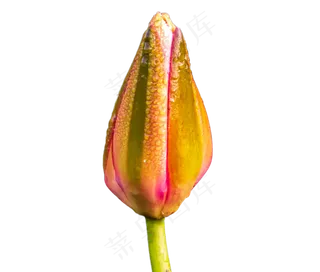 含苞待放的荷花