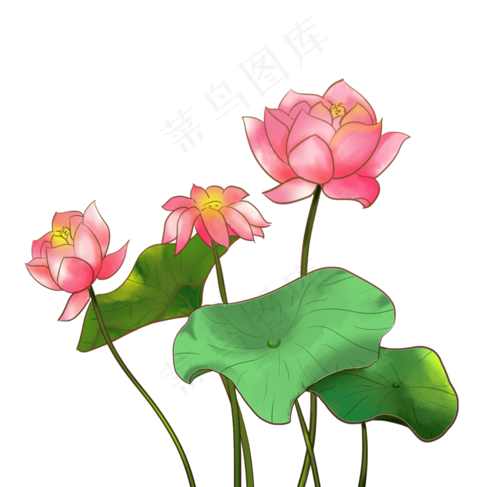 淡彩夏日荷花插图素材下载(2000X2000(DPI:300))psd模版下载