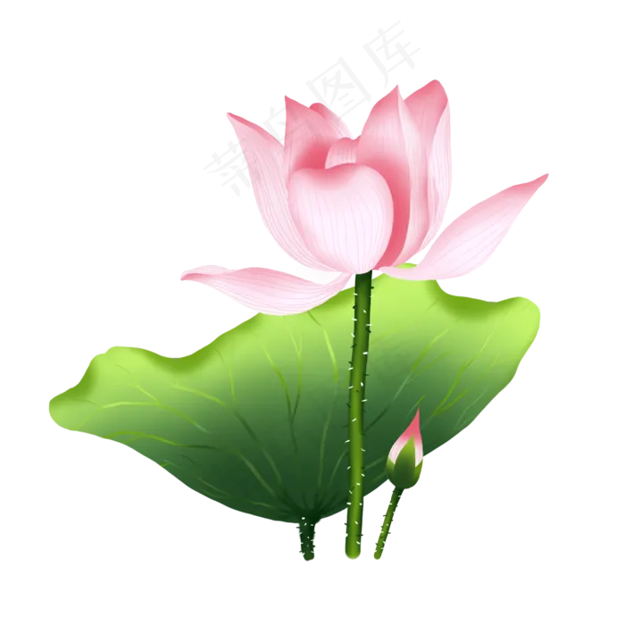 手绘花荷花元素分层国画中国风花,免抠元素(1024*1369px 72 dpi )psd模版下载