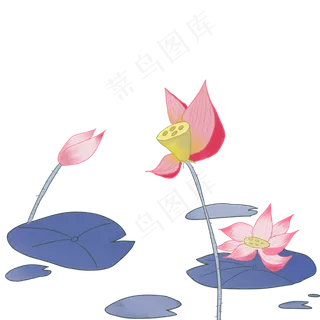 夏季节气荷花荷叶 夏季节气荷花荷叶